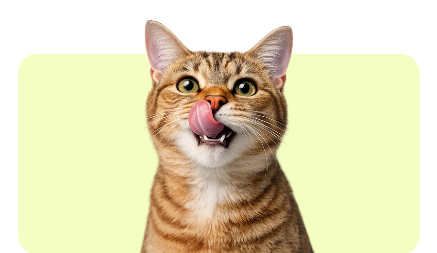 Gatto